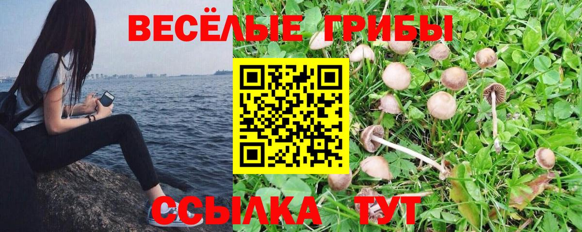 Псилоцибиновые грибы мицелий  Вход с VPN  Торжок  Псилоцибиновые грибы Psilocybe 